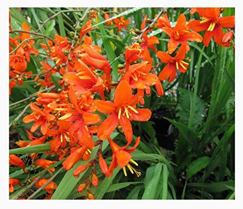 5 Orange Lucifer Crocosmia Blubs – Grows 30-48″ Tall.