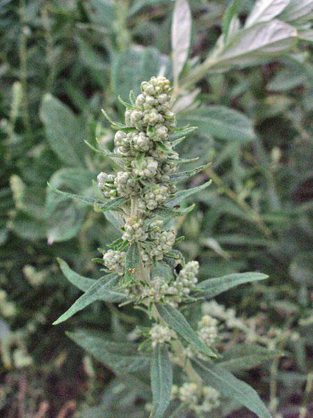Artemisia douglasiana | California Mugwort | 50 Seeds