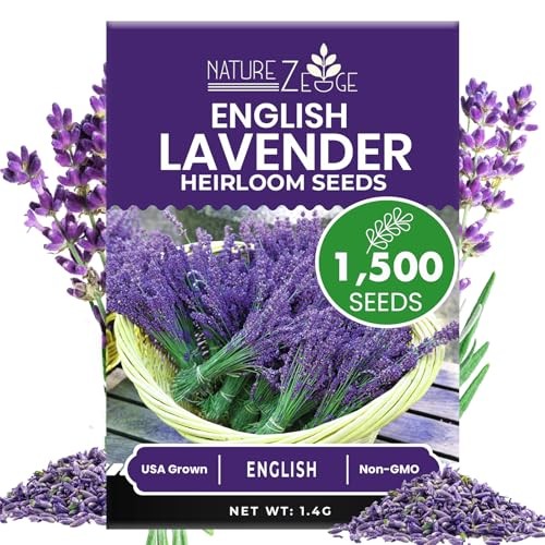 1500 English Lavender Seeds for Planting Outdoors or Indoors – 90% – 1 Pack