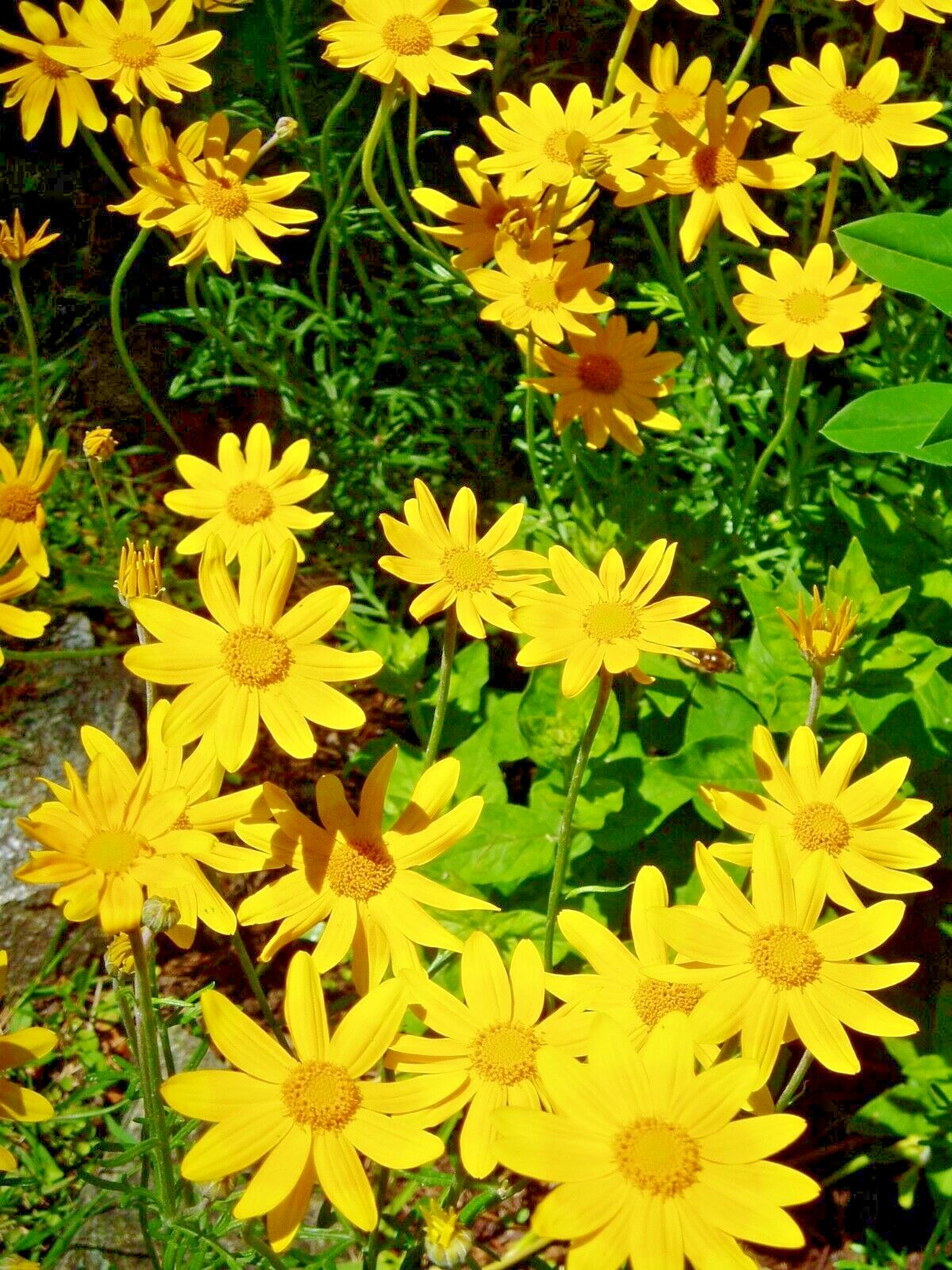 301+OREGON SUNSHINE Seeds Wooley Sunflower Native Wildflower Drought Poor Soils