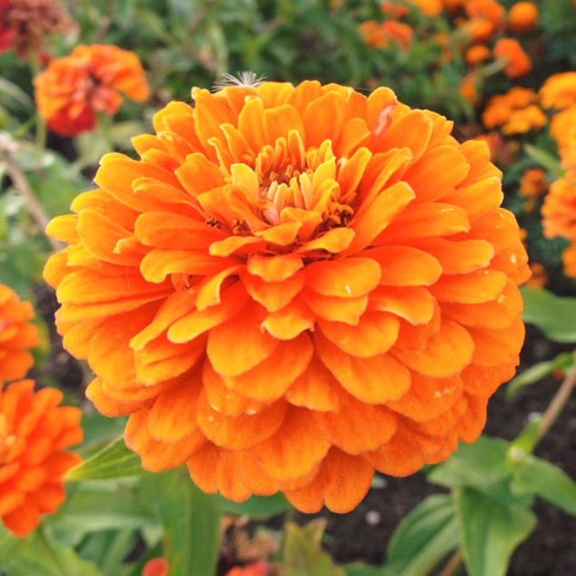 Orange King Zinnia Seeds | USA Garden California Giants Oriole Flower Seed 2023