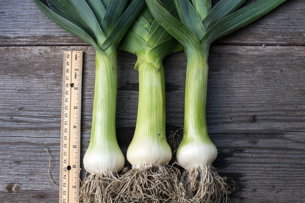 Giant Musselburgh Leek Seeds, Scotch Giant, Aprox 300 Seeds Free Shipping!