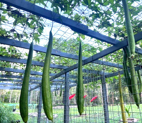 25 Big Long Smooth Luffa Seeds Sponge gourd 特長絲瓜 Luffa Cylindrica Muop Huong USA