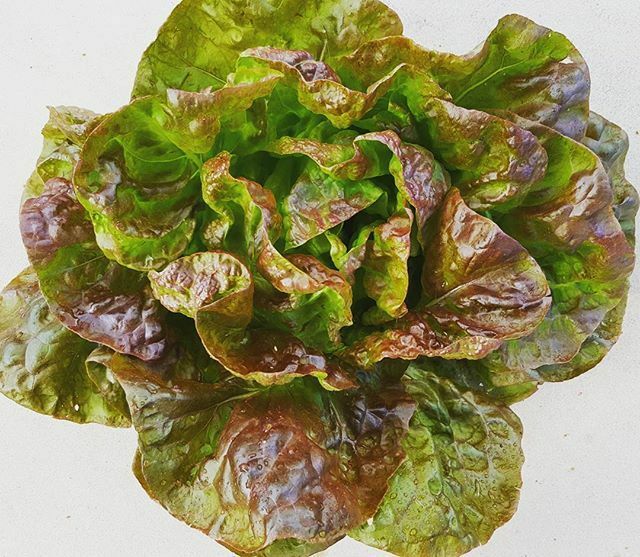 Lettuce Seeds 600+ Merveille des Quatre Saisons Marvel Of Four Seasons French