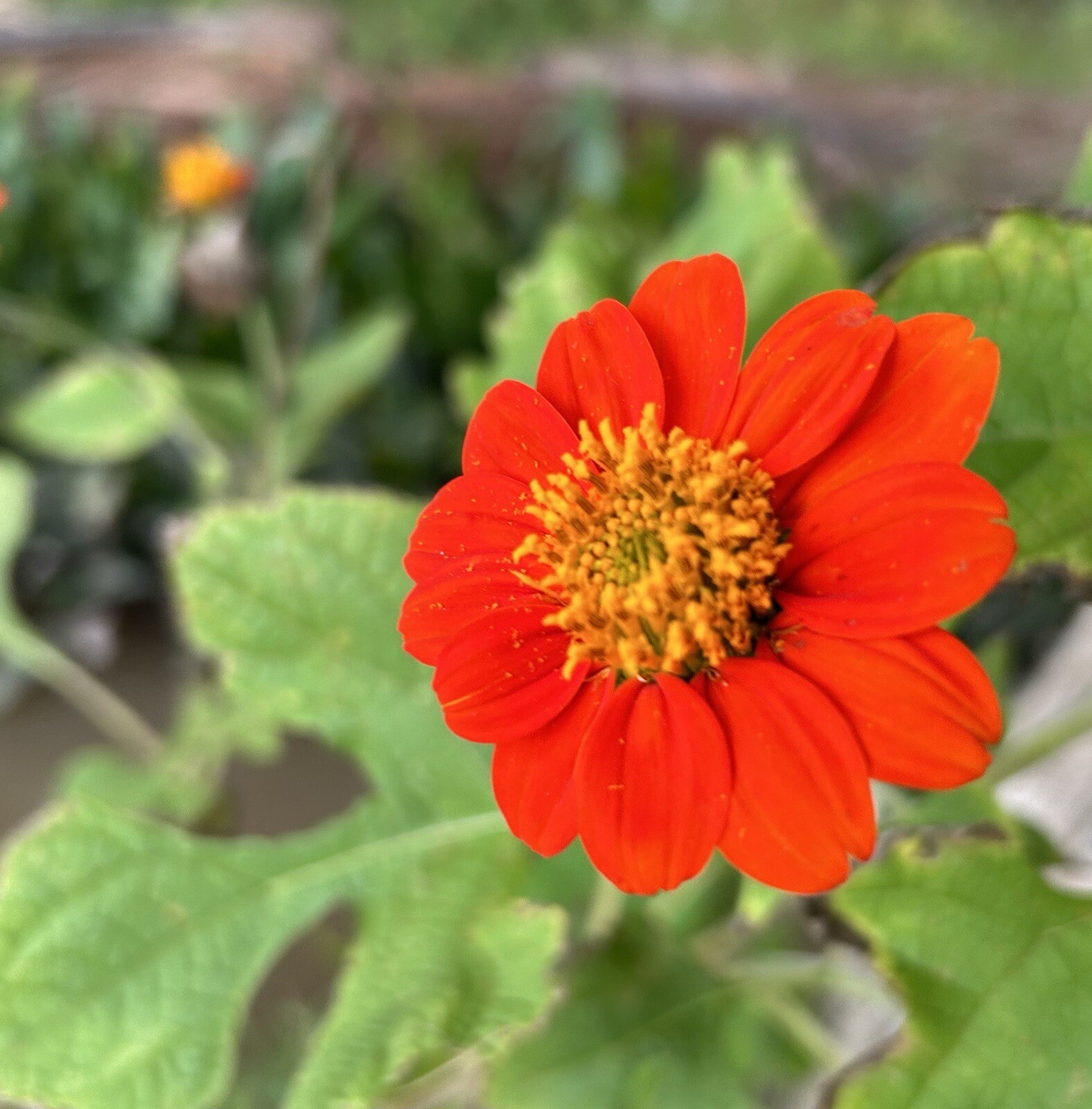 Orange Mexican Sunflower, Tithonia Rotundifolia – 50 Seeds 2023 – USA