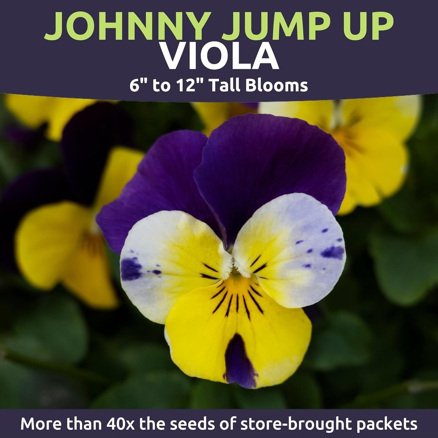 Bulk Viola Tricolor Seeds – 1oz Pouch – 40,000 Seeds