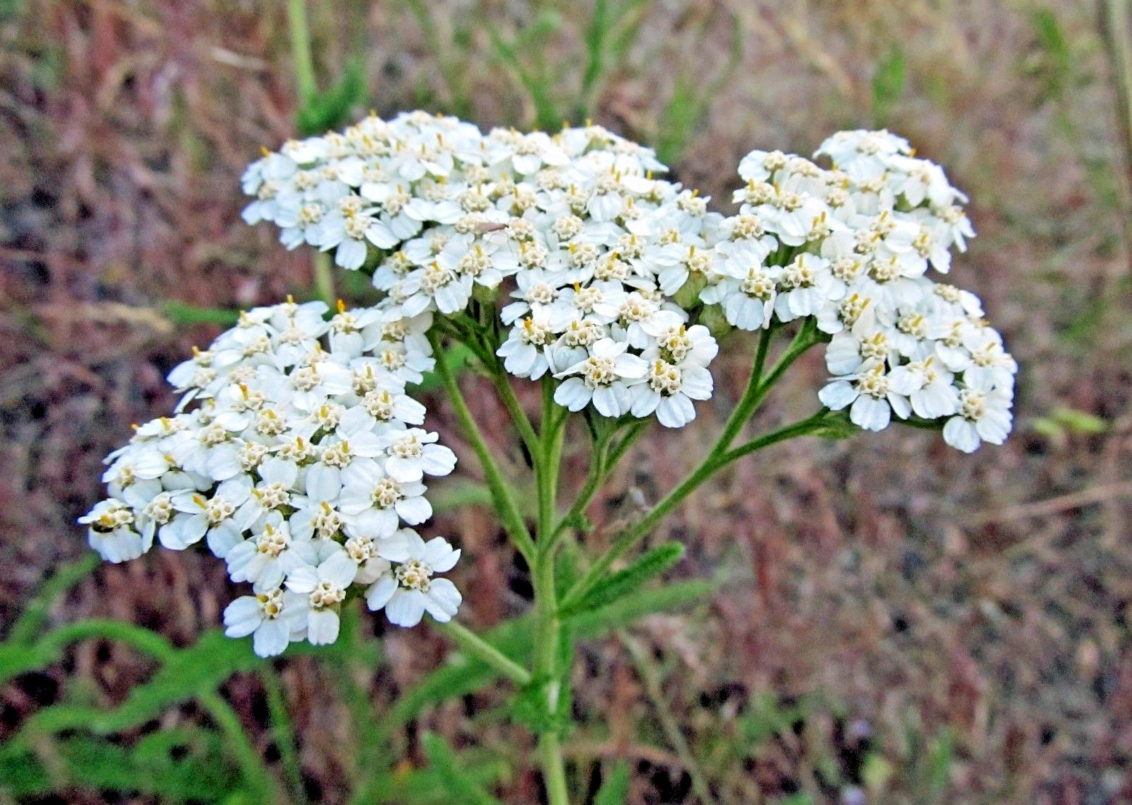 1001+WHITE YARROW Flower Seed Milfoil Perennial Native Wildflower Medicinal Herb