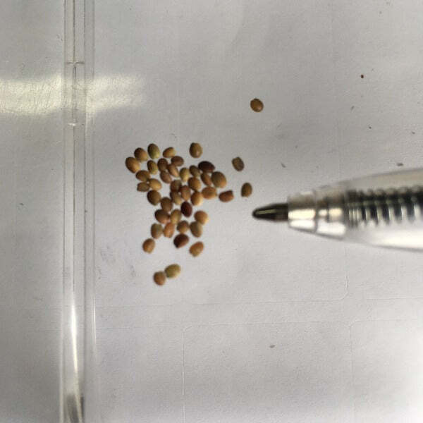 Trifolium willdenovii | Seaside or Tomcat Clover | 5 Seeds