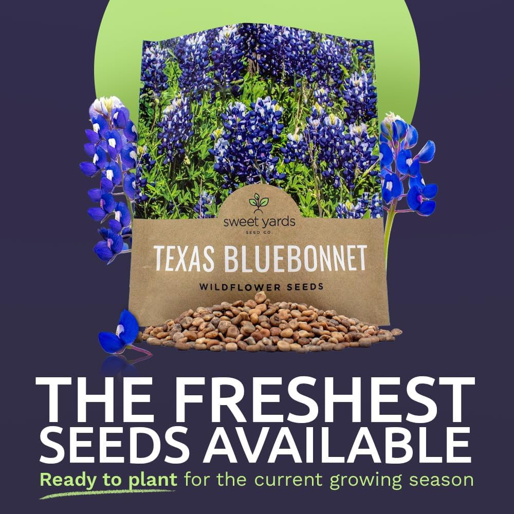 Texas Bluebonnet Wildflower – Bulk 1/2 Ounce Packet – over 500 Native – Texas
