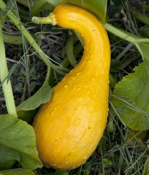 SQUASH SEEDS 30+ GOLDEN CROOKNECK YELLOW summer GARDEN Vegetables FREE SHIPPING