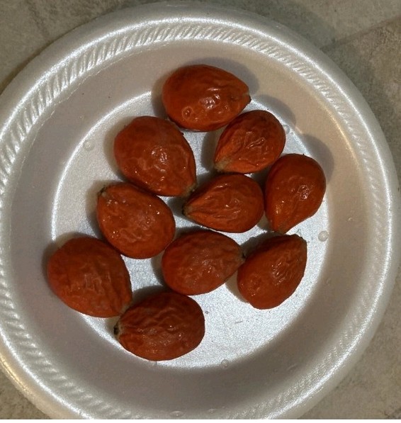 (10) King Sago Palm Seeds (Cycas Revoluta) Rare Tropical – Harvested in May 2026