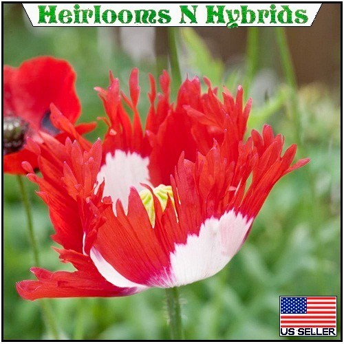 10,000 Danish Flag Stratified Poppy Seeds Giant Papavaer Somniferum For Planting