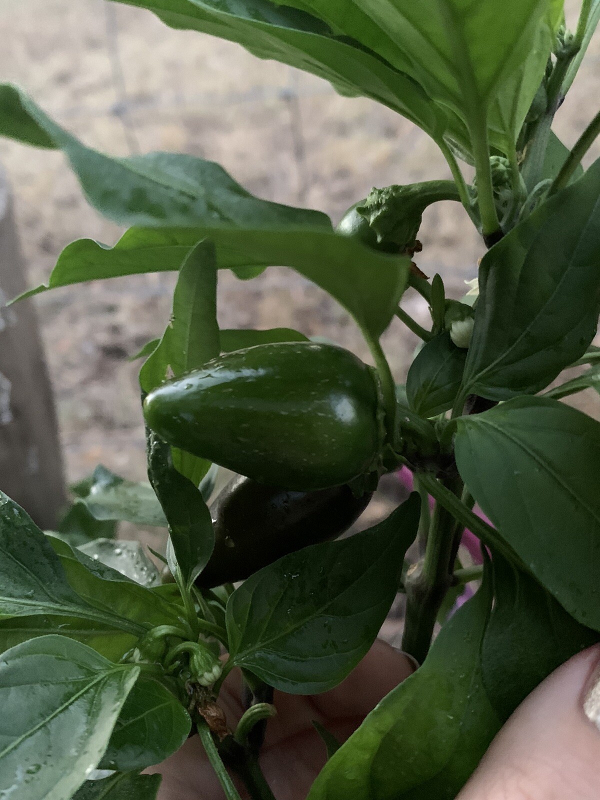 25 Texas Jalapeno Pepper 🌶 Seeds Homegrown Vegetable Garden Fruit USA Organic