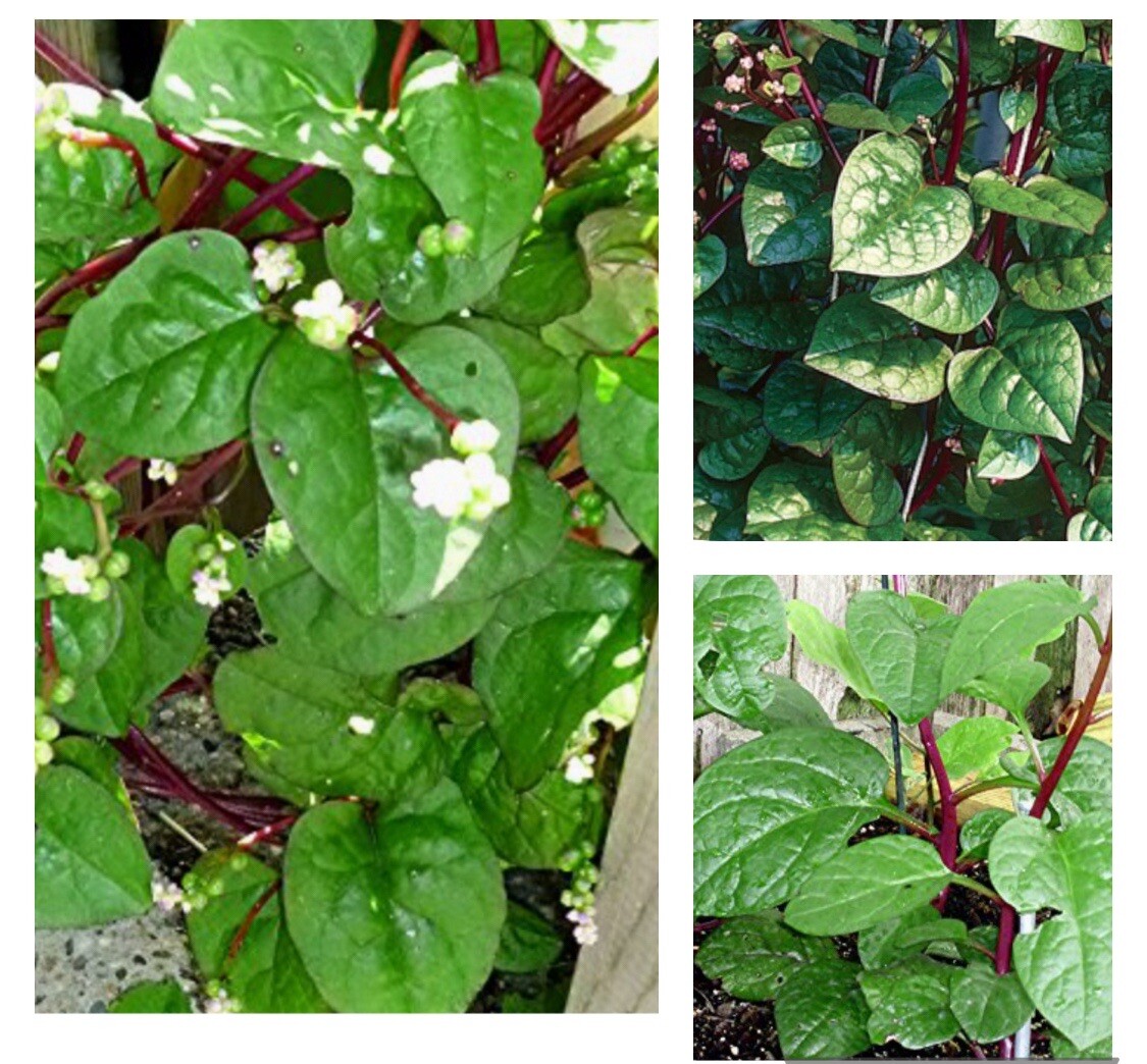 50+ SEEDS RedStem Malabar Spinach Seeds | Basella Alba Rubra Ceylon Buy3get2free