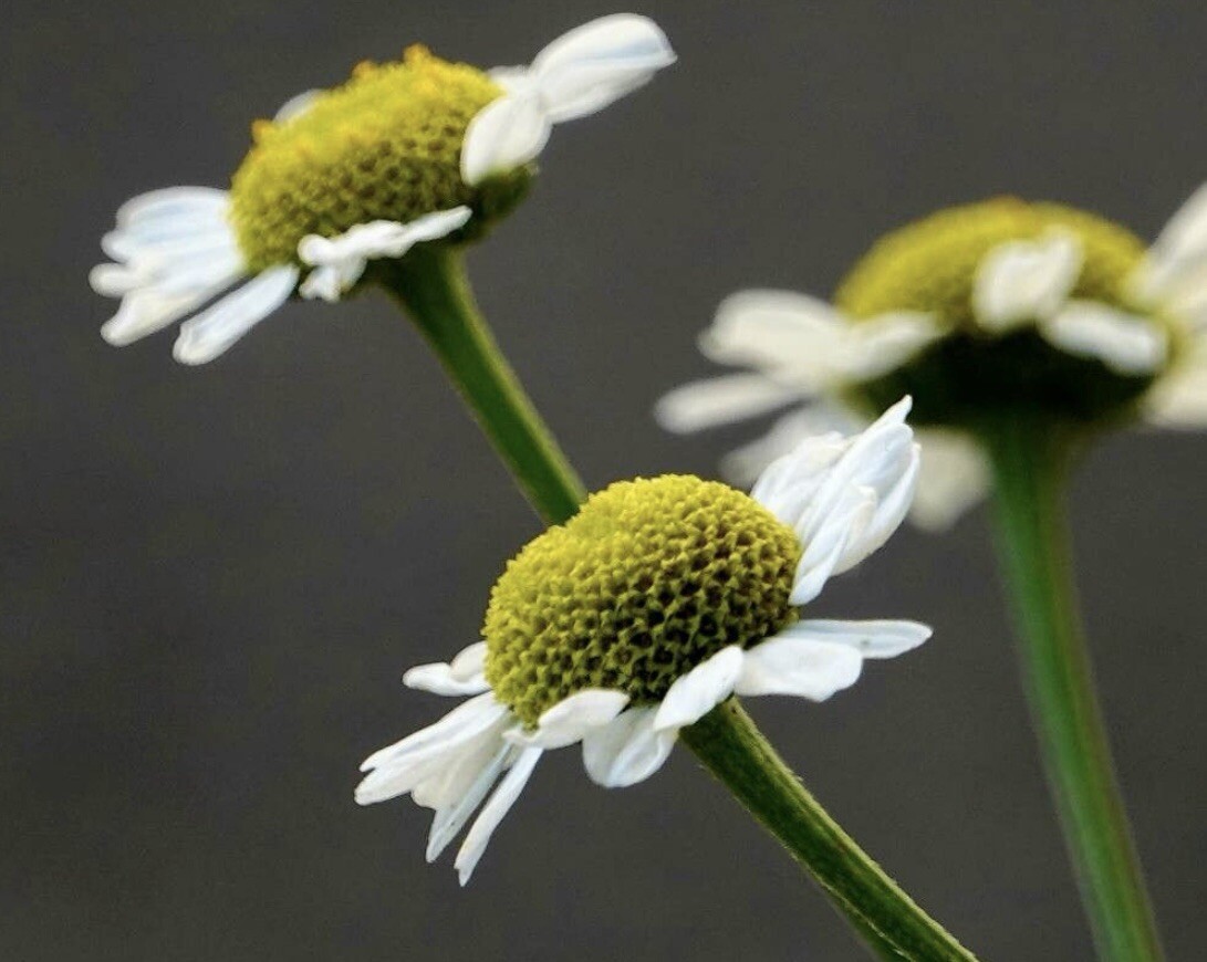 Feverfew, Tanacetum Parthenium – 200 Seeds 2024 – USA