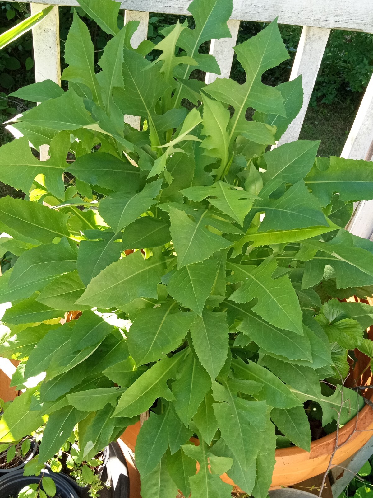 100 Wild/Opium Lettuce Seeds(LactucaVirosa)Medicinal Edible Plant.US grown seeds