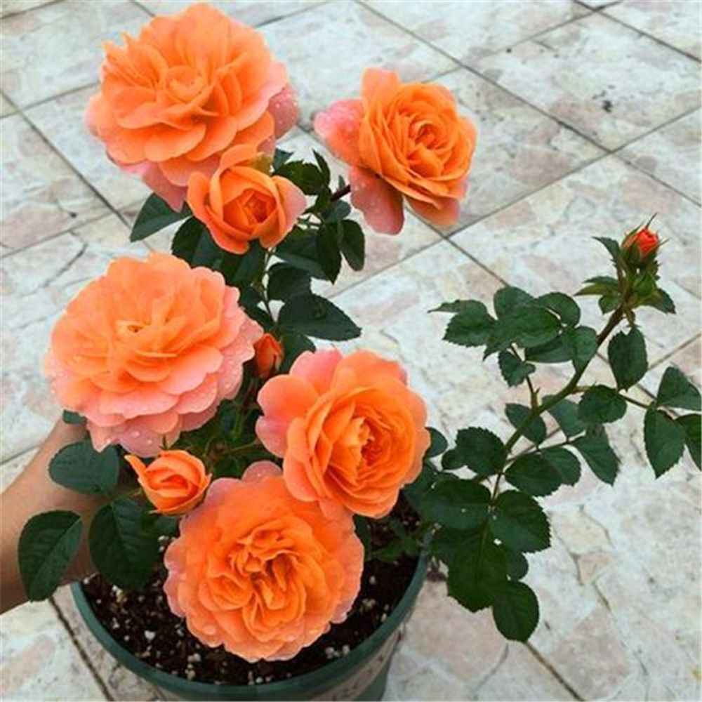 20 ROSE FLOWER SEEDS rare exotic plant garden for bud stratification/germination