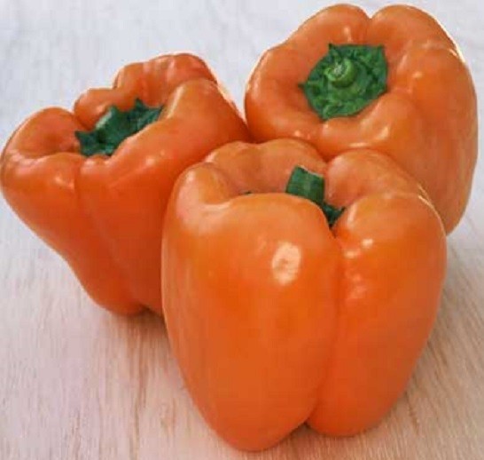 50 Pepper Seeds Sweet Orange Sun 80 days