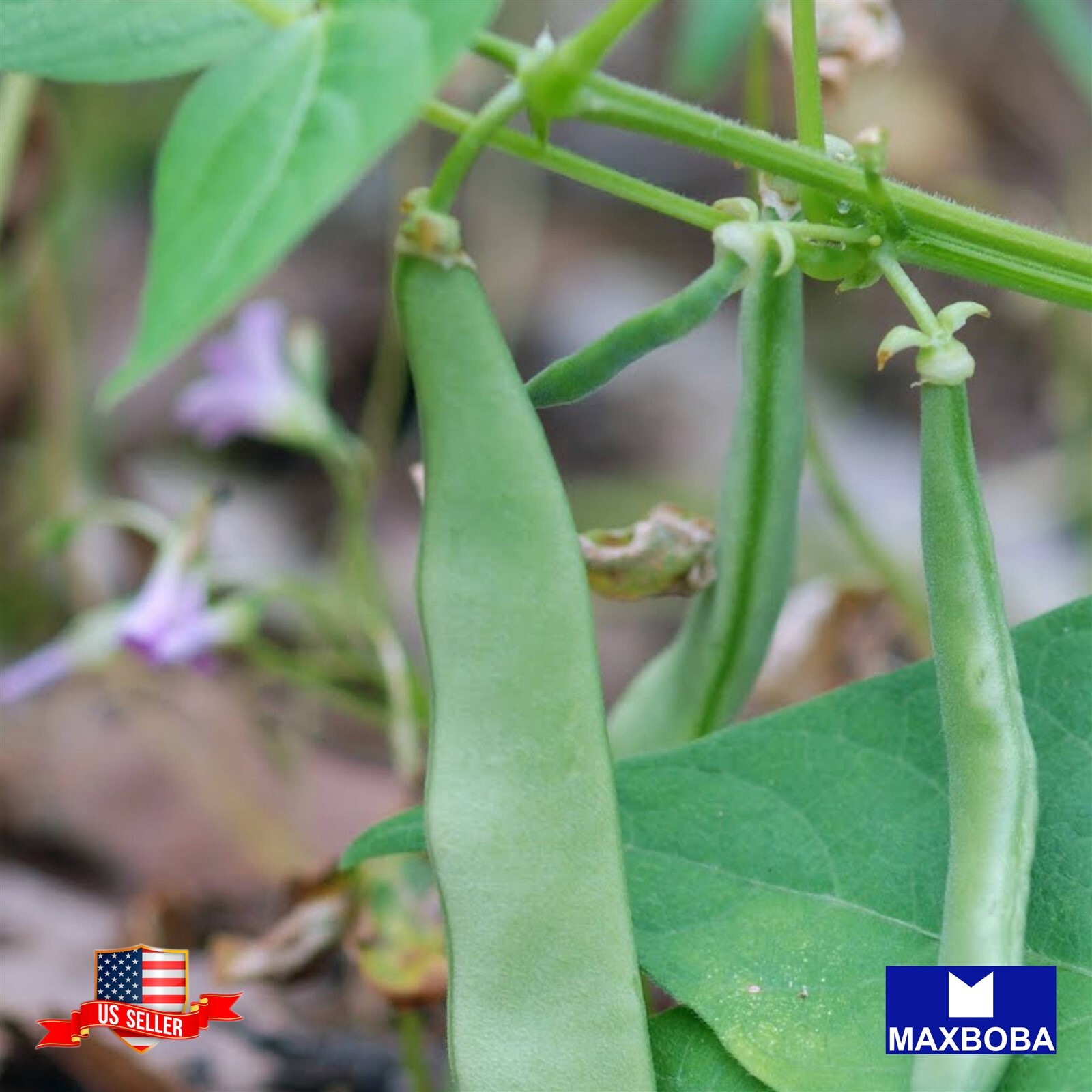 Bean Seeds Bush Roma II Heirloom Vegetable Non-GMO