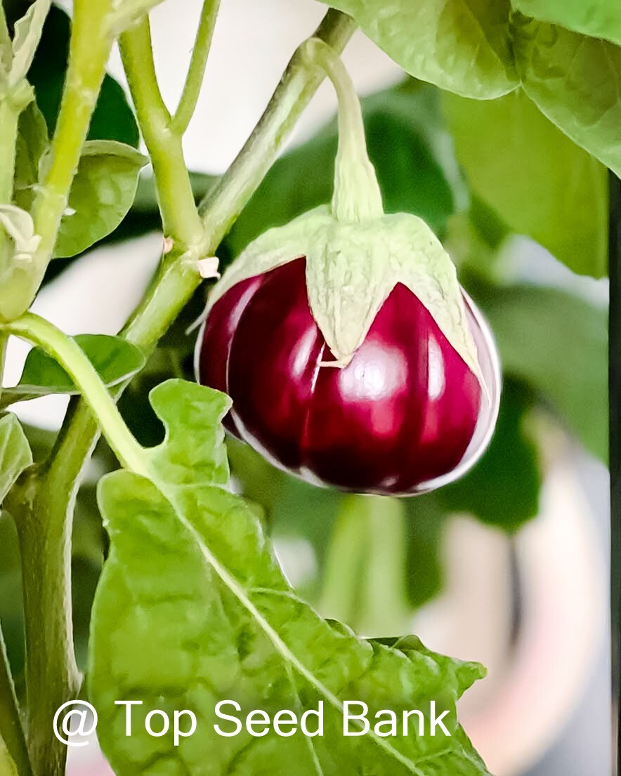 10+ Purple ribbed eggplant, Thai pumpkin eggplant seeds + Free GIFT | Heirloom