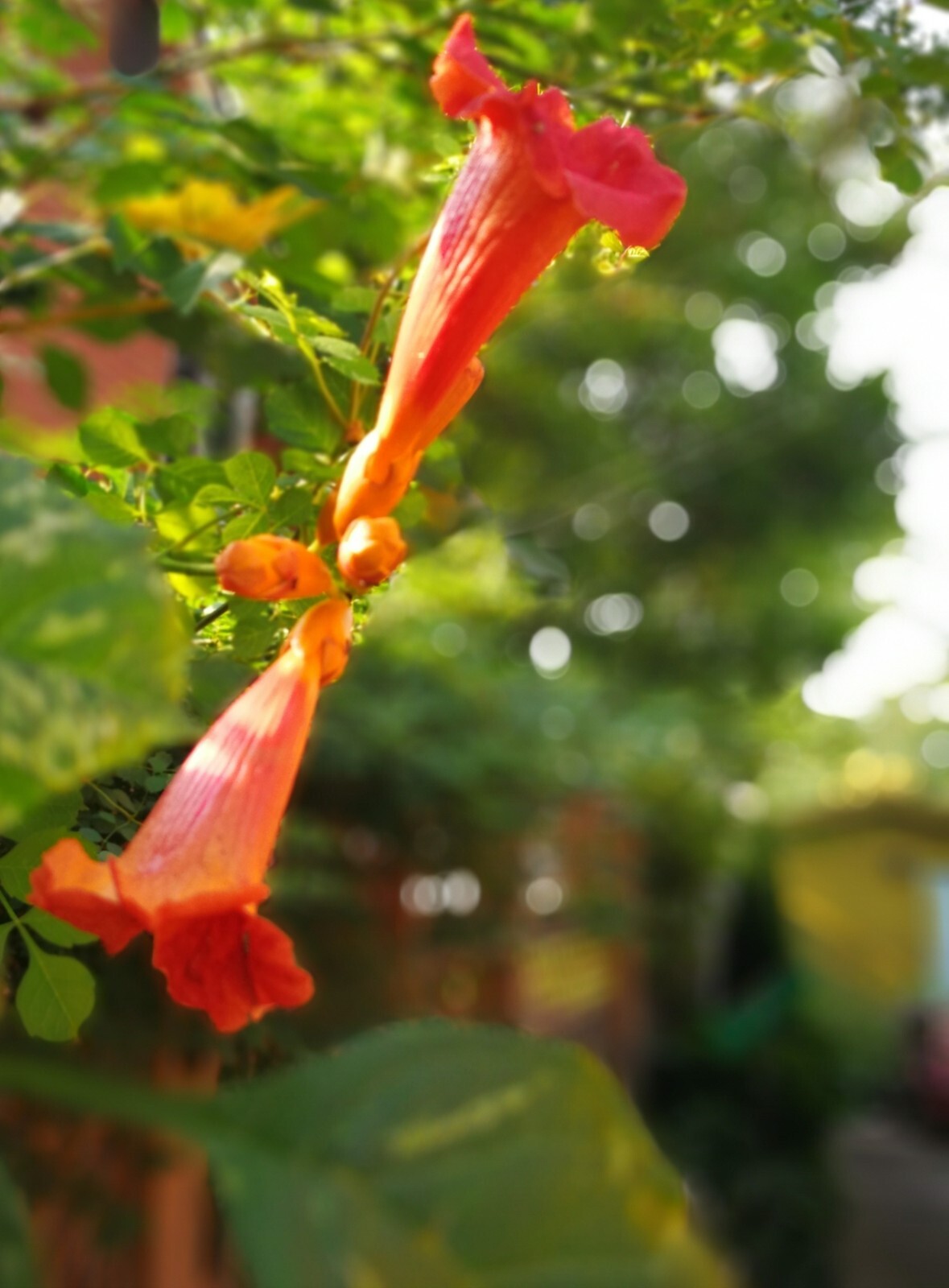TRUMPET VINE Seed Pod Hardy Ohio Grown Hummingbird Favorite Orange Flowers