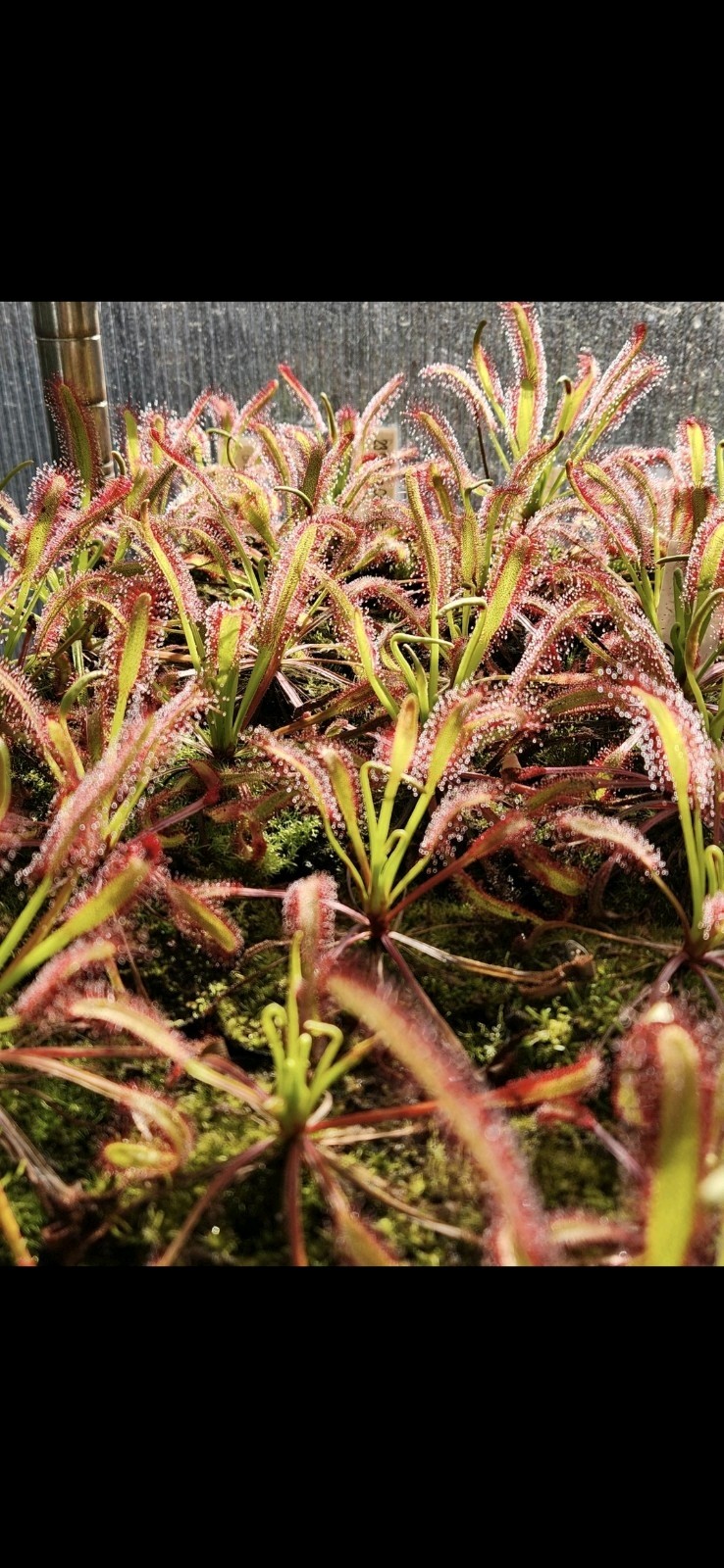 CARNIVOROUS PLANT 2 PACK- LIVE- Drosera Binita, Drosera Capensis (Sundews)