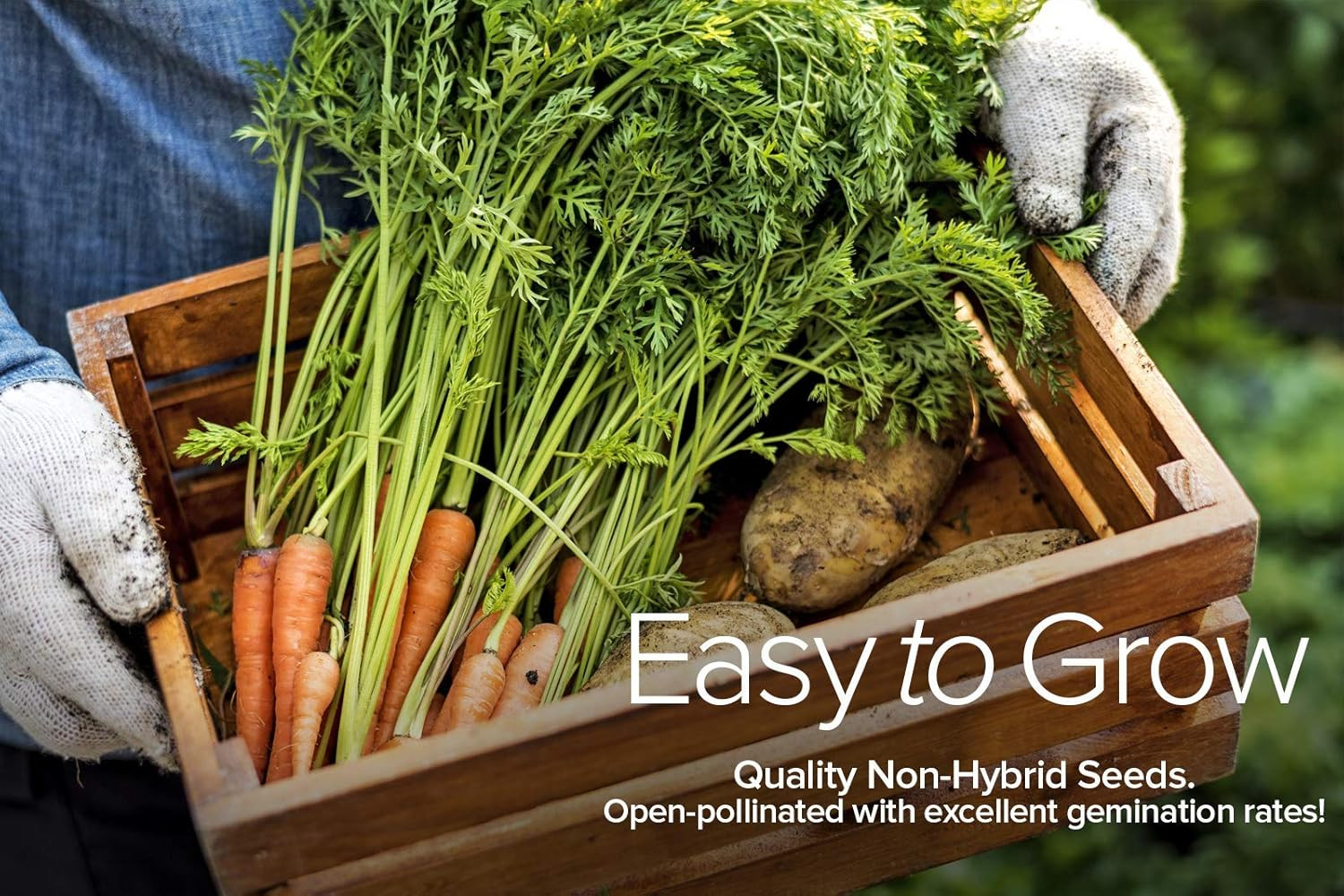 Winter, Fall, and Spring Vegetable Seeds for Planting | Cool Weather Crops | 8 V