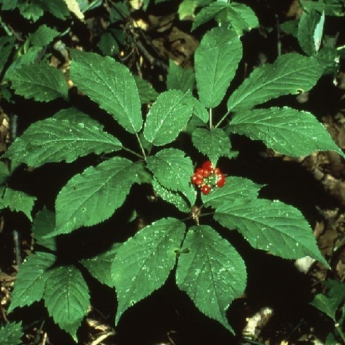 Premium American Ginseng Seeds – Stratified Woodland Botanical – Harvested 2025