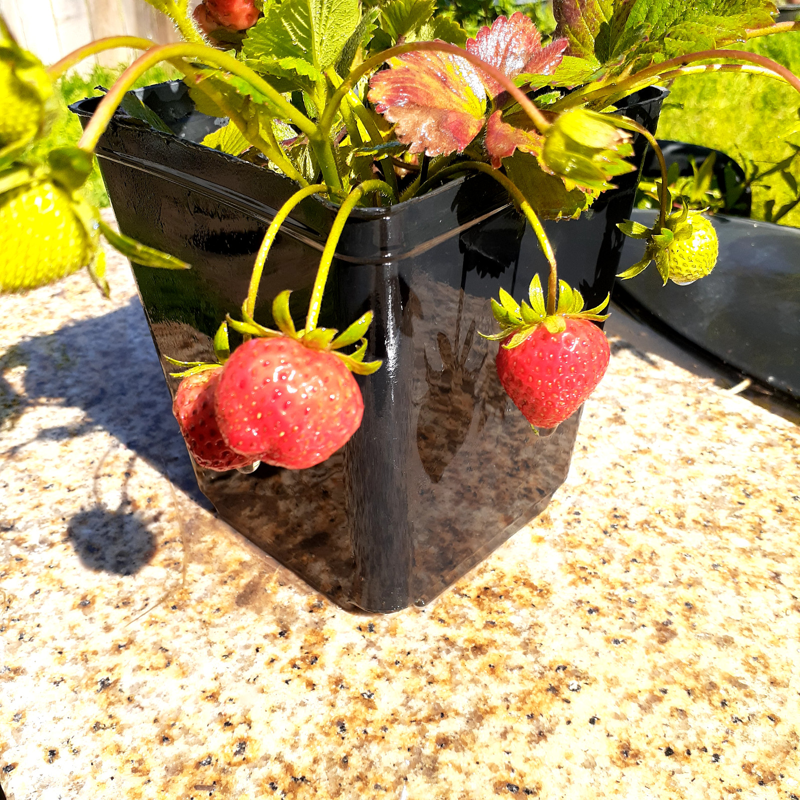 4 plants 1-10in Pomegranate tree 3-8 in Everbearing Strawberry plants live roots