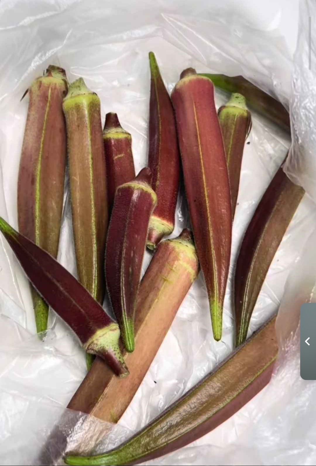 55+ RED BURGUNDY OKRA SEEDS SUMMER Vegetable CULINARY FREE SHIPPING No Tracking