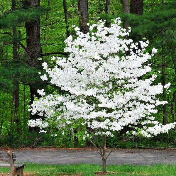 500 – 1,000 White American Flowering Dogwood Tree Seeds (Cornus florida) Hardy-5