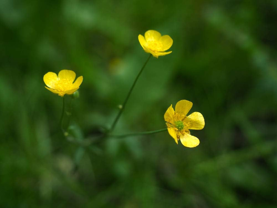 Western Buttercup (Ranunculus Occidentalis) – 250+ Non-Gmo & Heirloom by Isla’