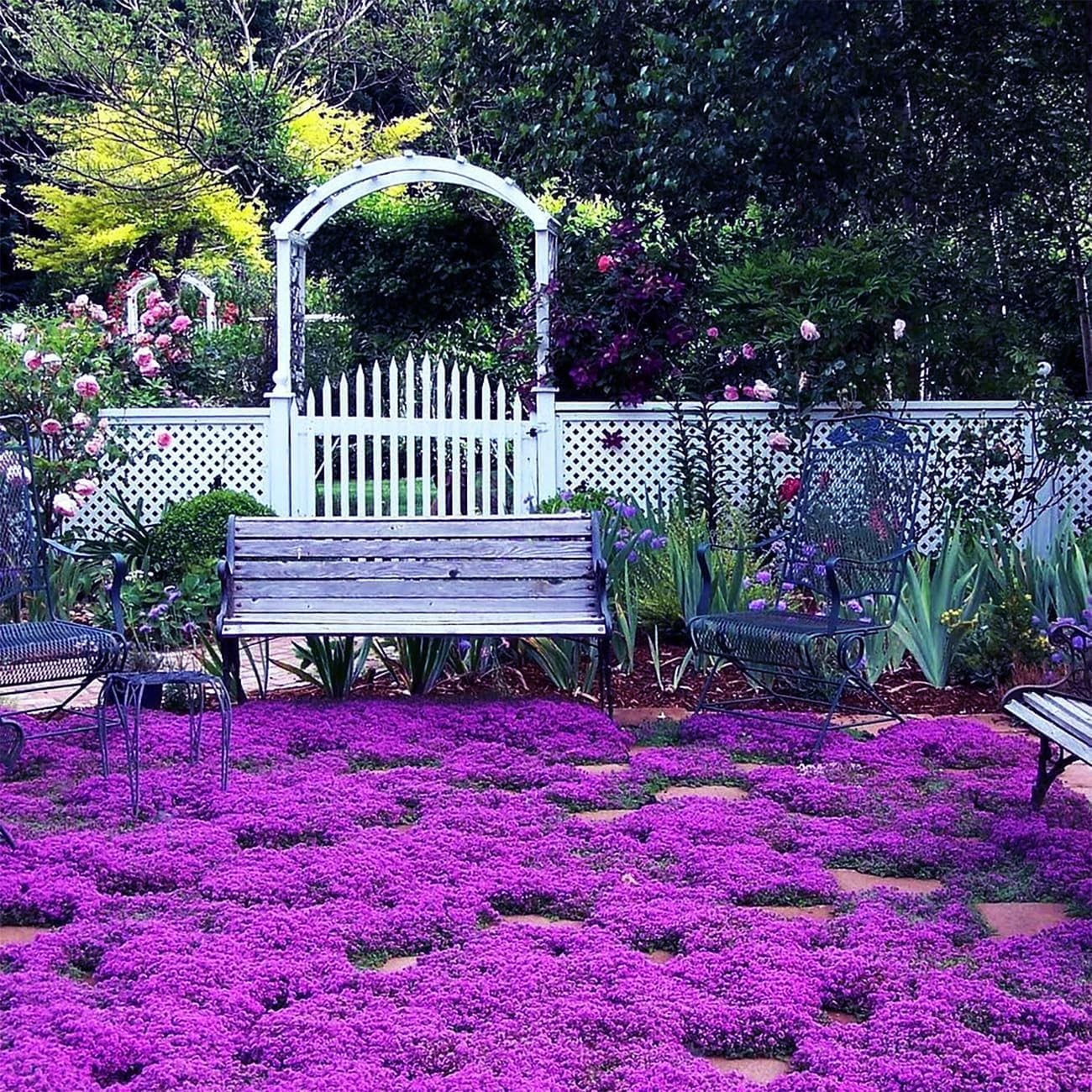 18000+ Magic Creeping Thyme Seeds for Planting Ground Cover Plants Heirloom Flow