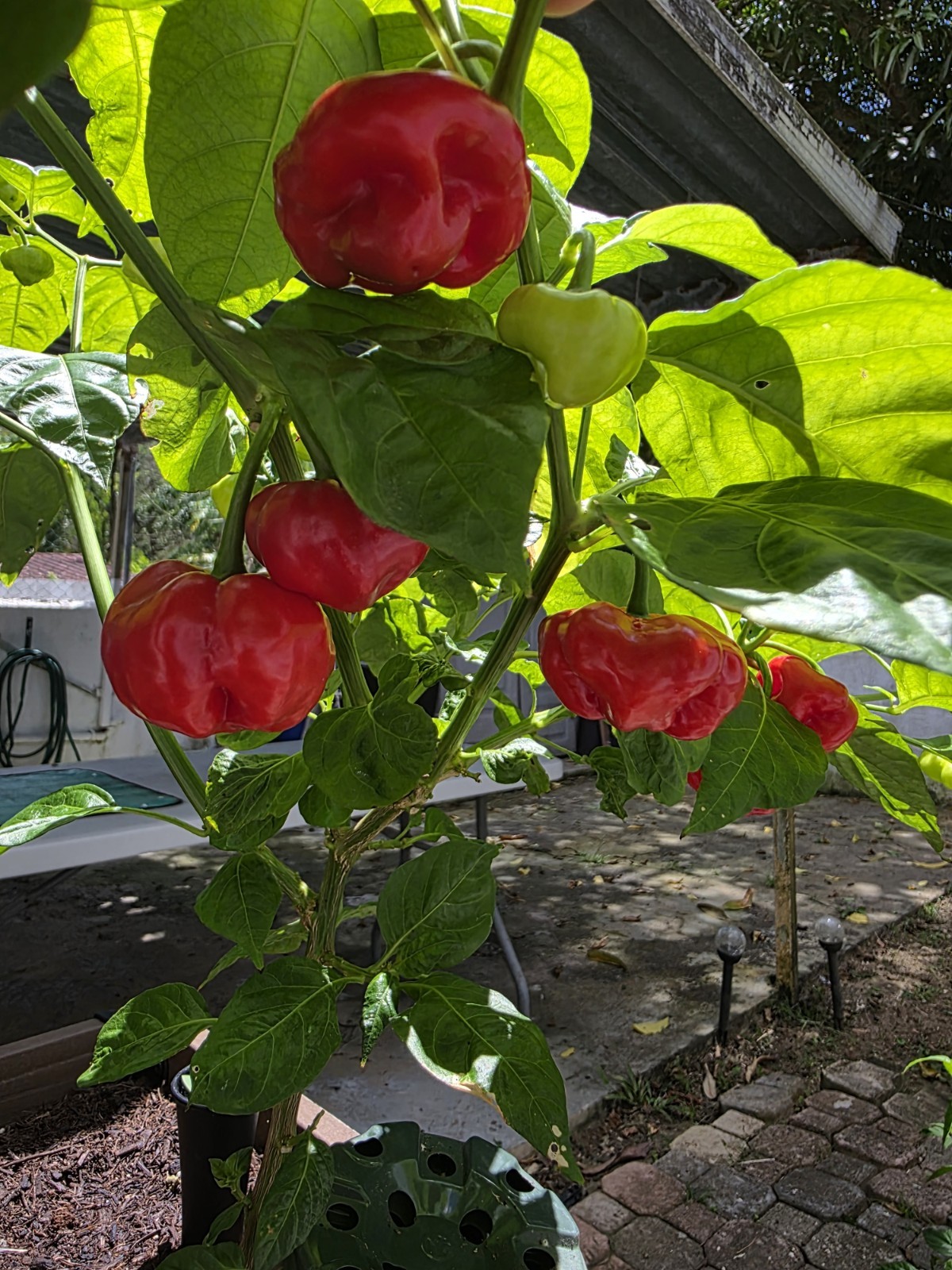 50 Seeds Combo Ají Dulce Grande + Ají Sabrosito, Puerto Rico, Sweet Pepper