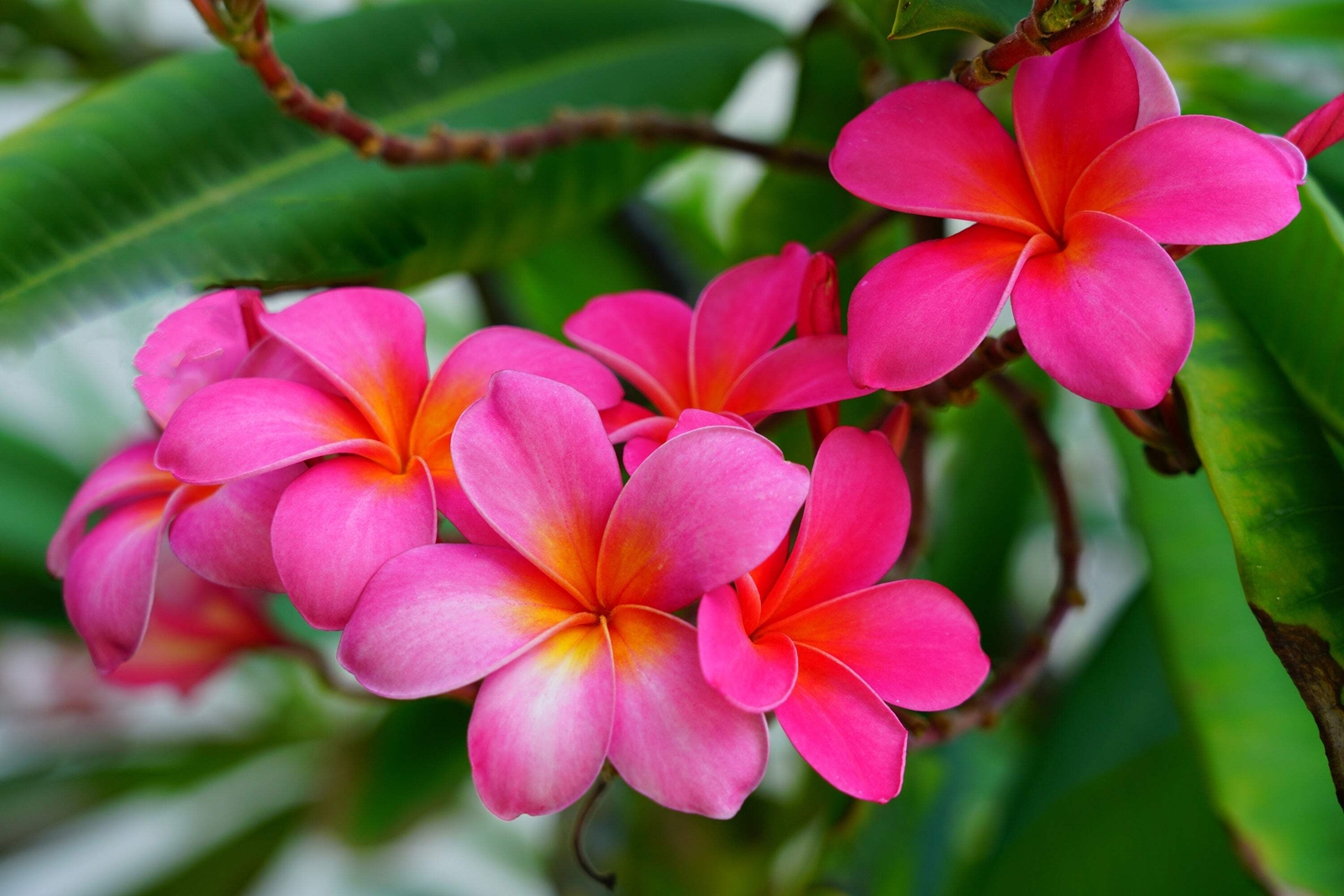 10 MIXED COLORS PLUMERIA Seeds – Lei Flower Frangipani Mix Pink Red Yellow White