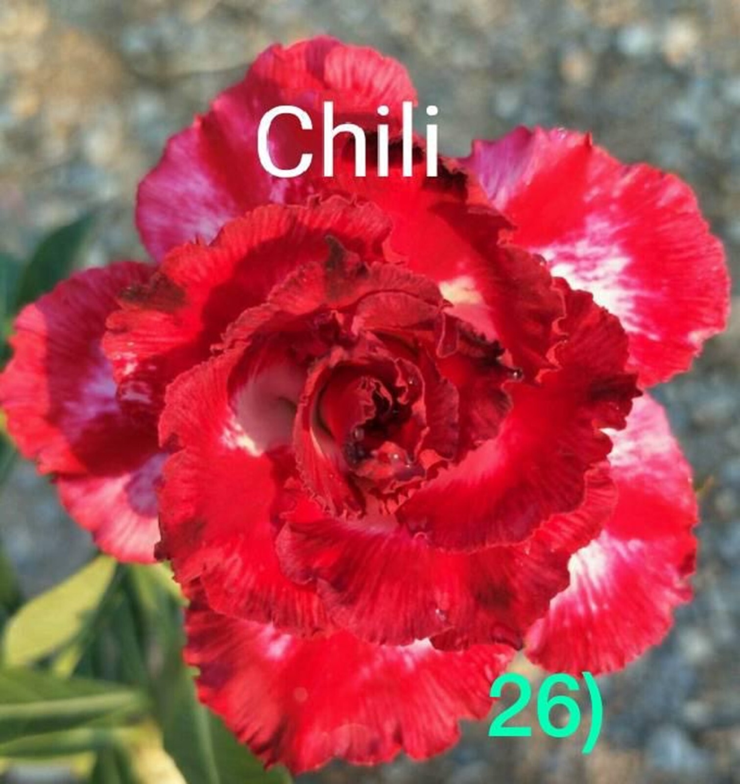 10 Chili Desert Rose Seeds Adenium Obesum Flower Perennial Seed US SELLER