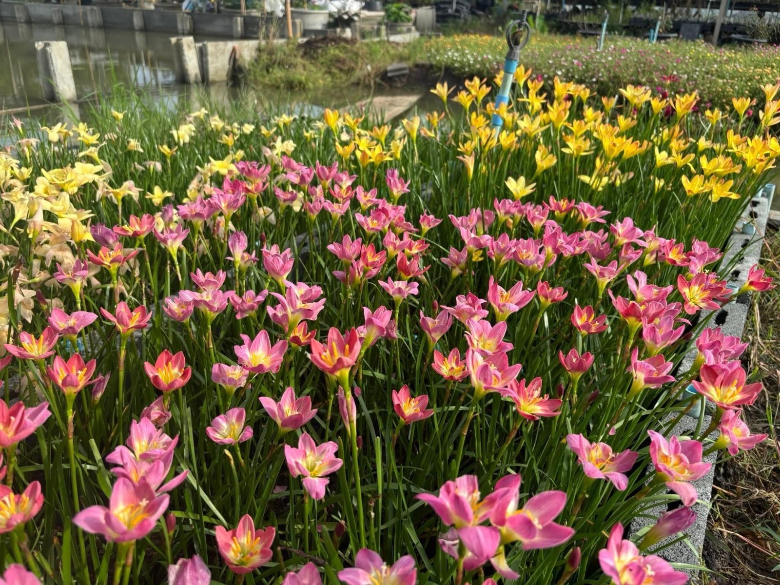 20 New! Mixed rainlily White,Pink and other surprise color (Zyranthes)