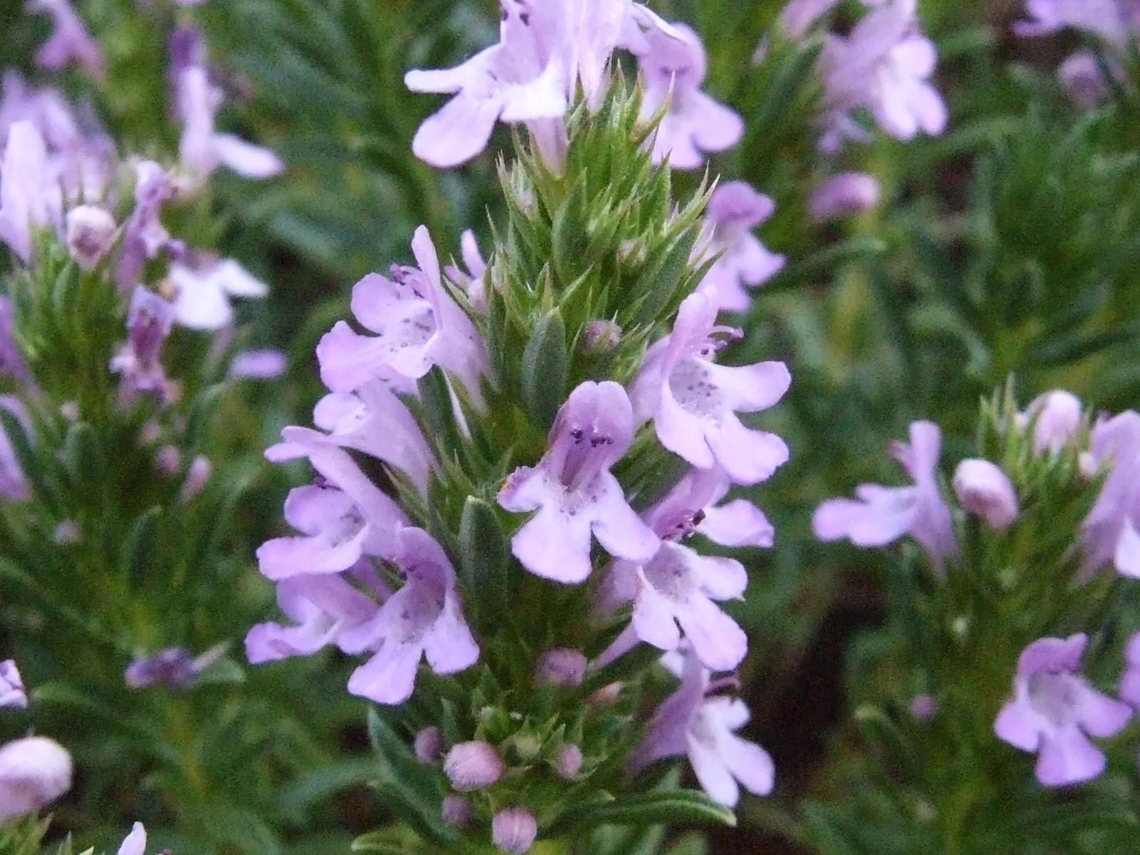 Summer Savory Seeds | Herbs de Provence Vegetable Plant Garden Thyme Seed 2024
