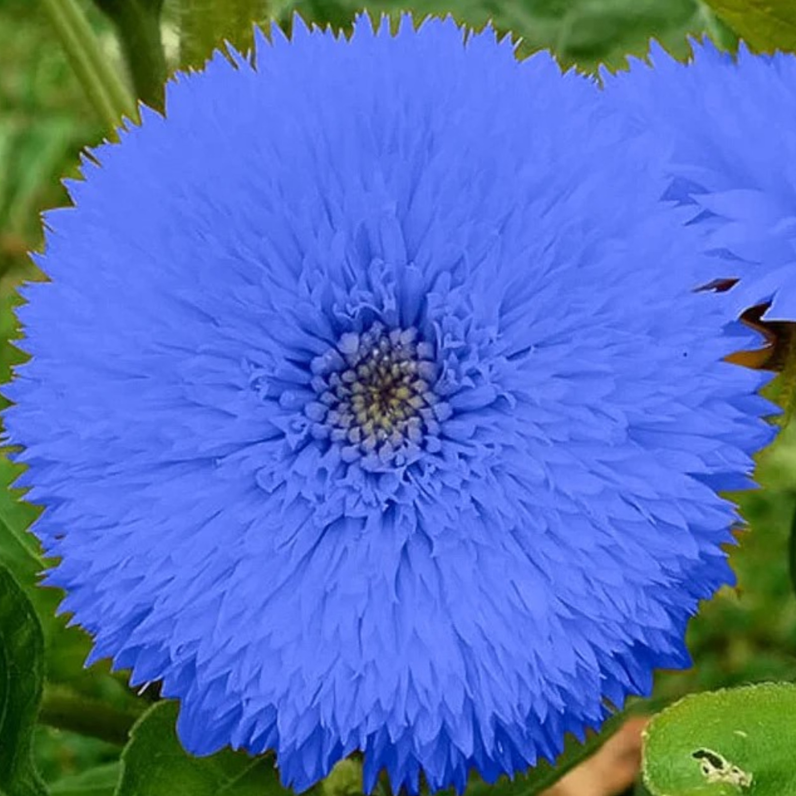 50pcs Blue Teddy Bear Sunflower Seeds Non GMO Heirloom Garden