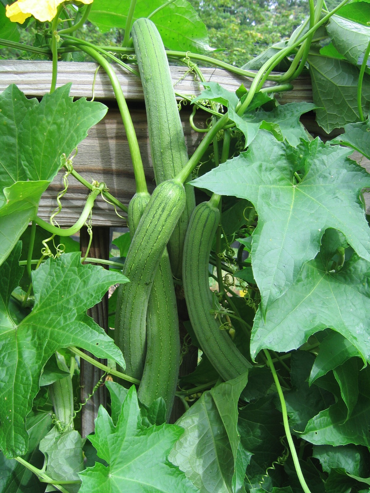 Long Vegetable Luffa Seeds High Yield (loofah sponge gourd, Luffa cylindrica)