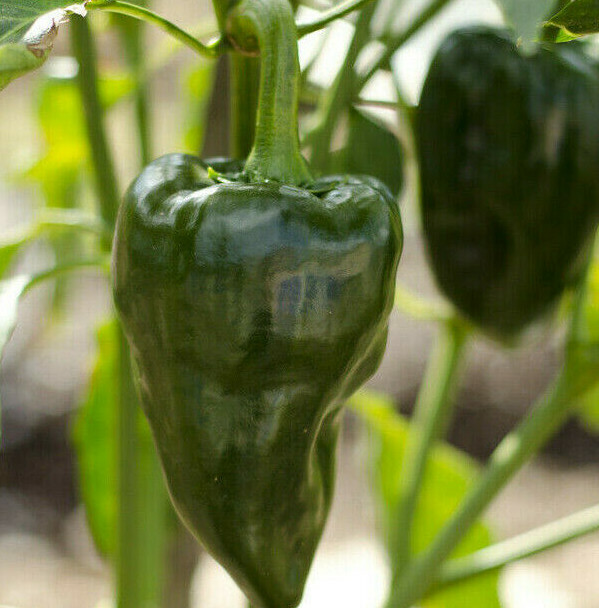 Poblano Pepper Seeds (Ancho Chile) | Mexican Green Chili Vegetable Seed 2024