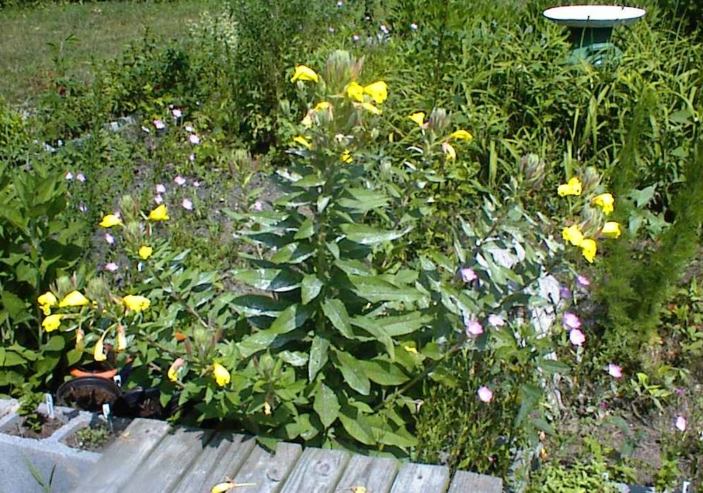 Yellow Nite Bloomer Oenothera Biennis Evening Primrose Wild Flower 200+Seeds USA