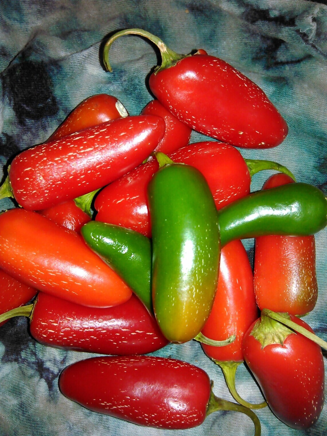 100+ Tam Jalapeno Pepper Seeds — Heirloom – Organic – NON GMO ———– FRESH