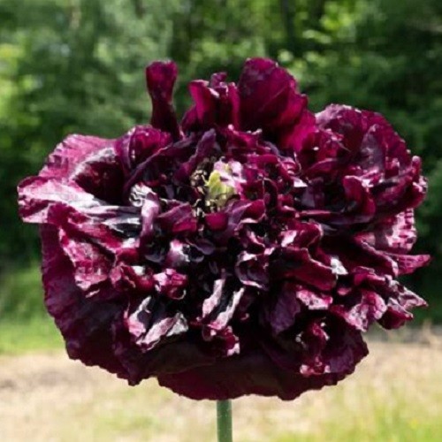 Black Cloud Peony Poppy Seeds Double Petalled Black Papaever somniferum Heirloom