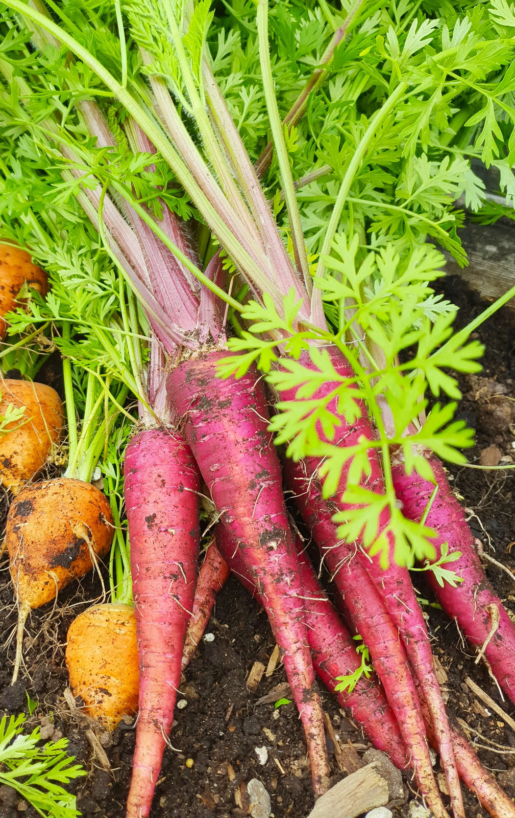 Purple Dragon Carrot Seeds | Cosmic Orange Yellow Core Red Skin Stars Seed 2024