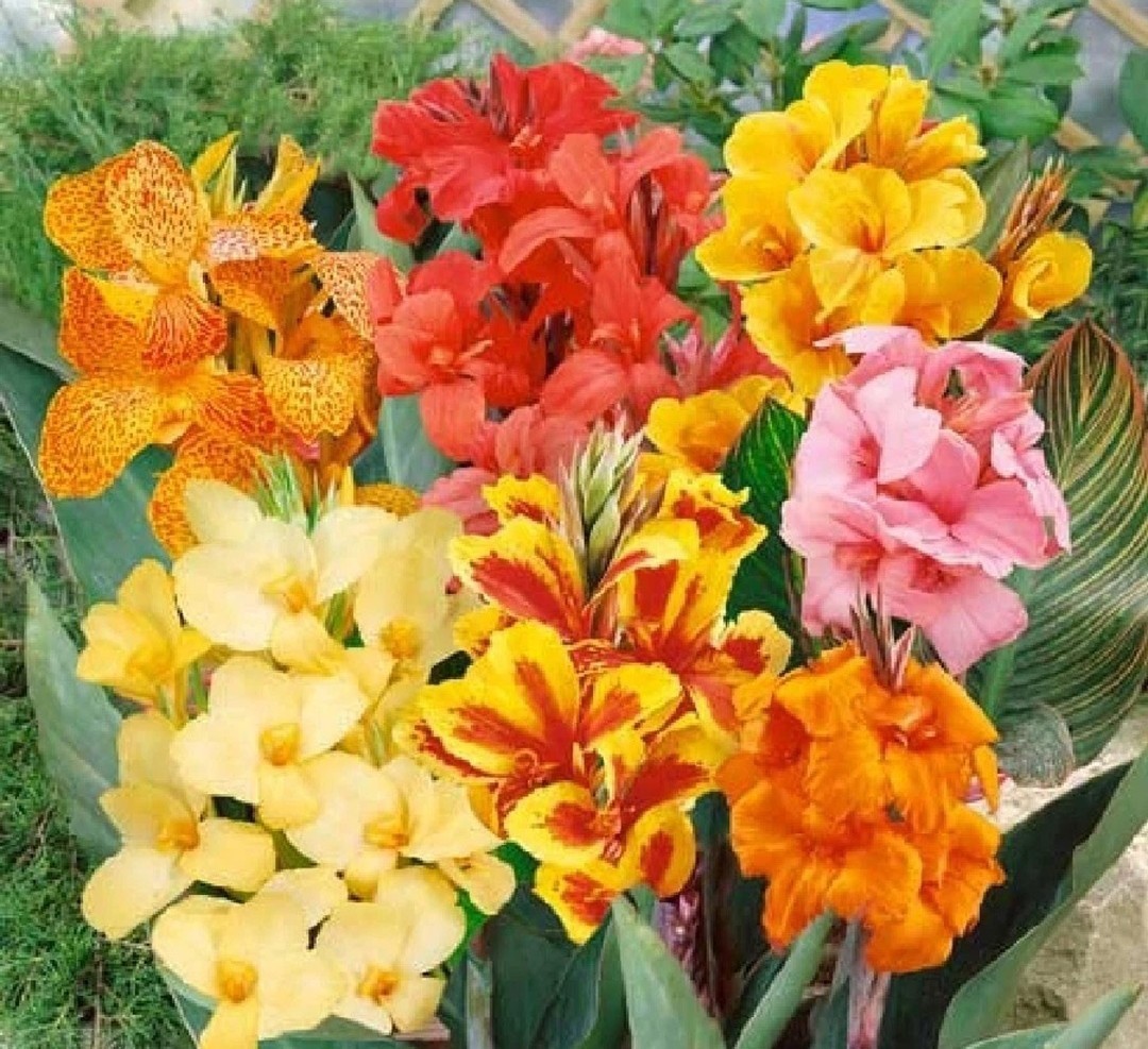 3 Rizhomes Dwarf Canna Lily Mix