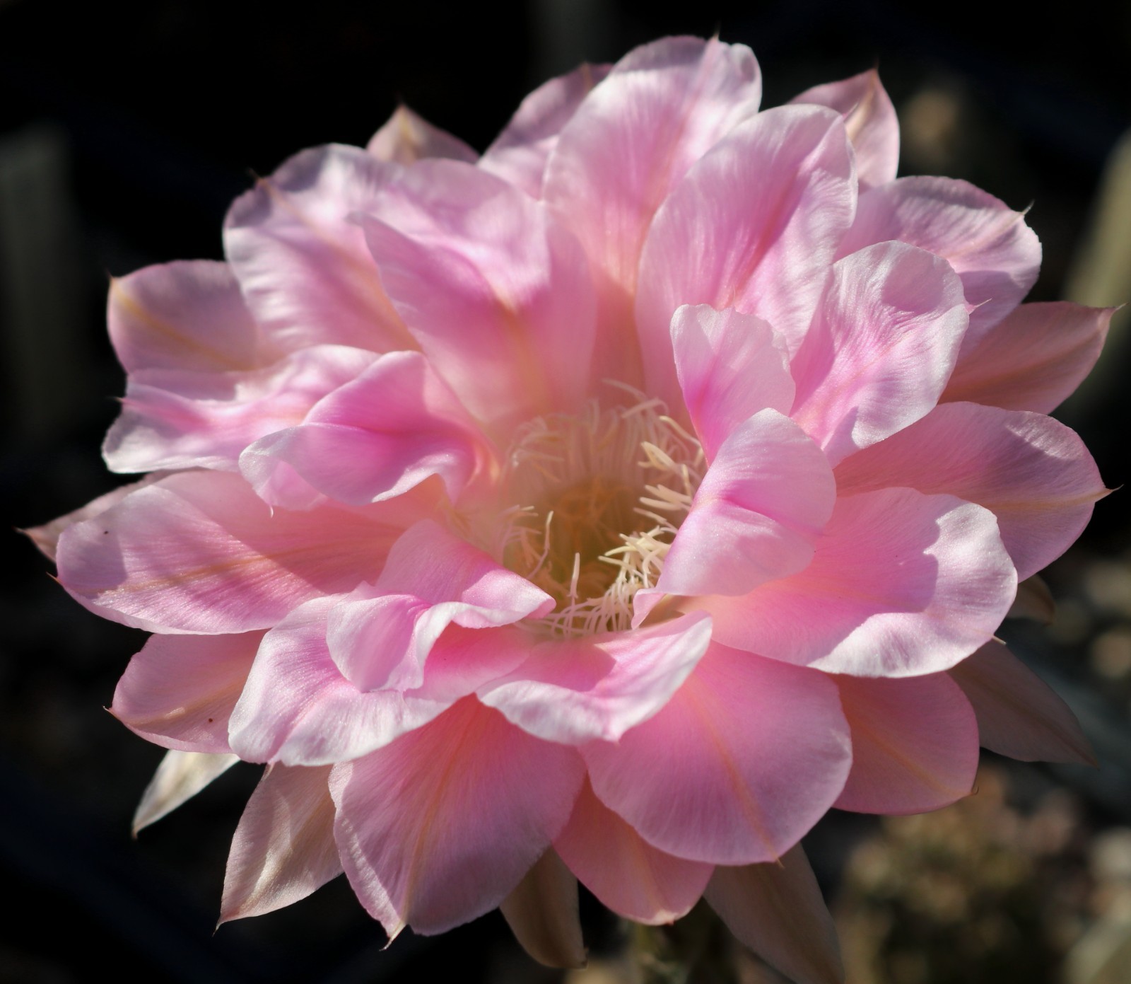 Echinopsis hybrid ‘Champagne’
