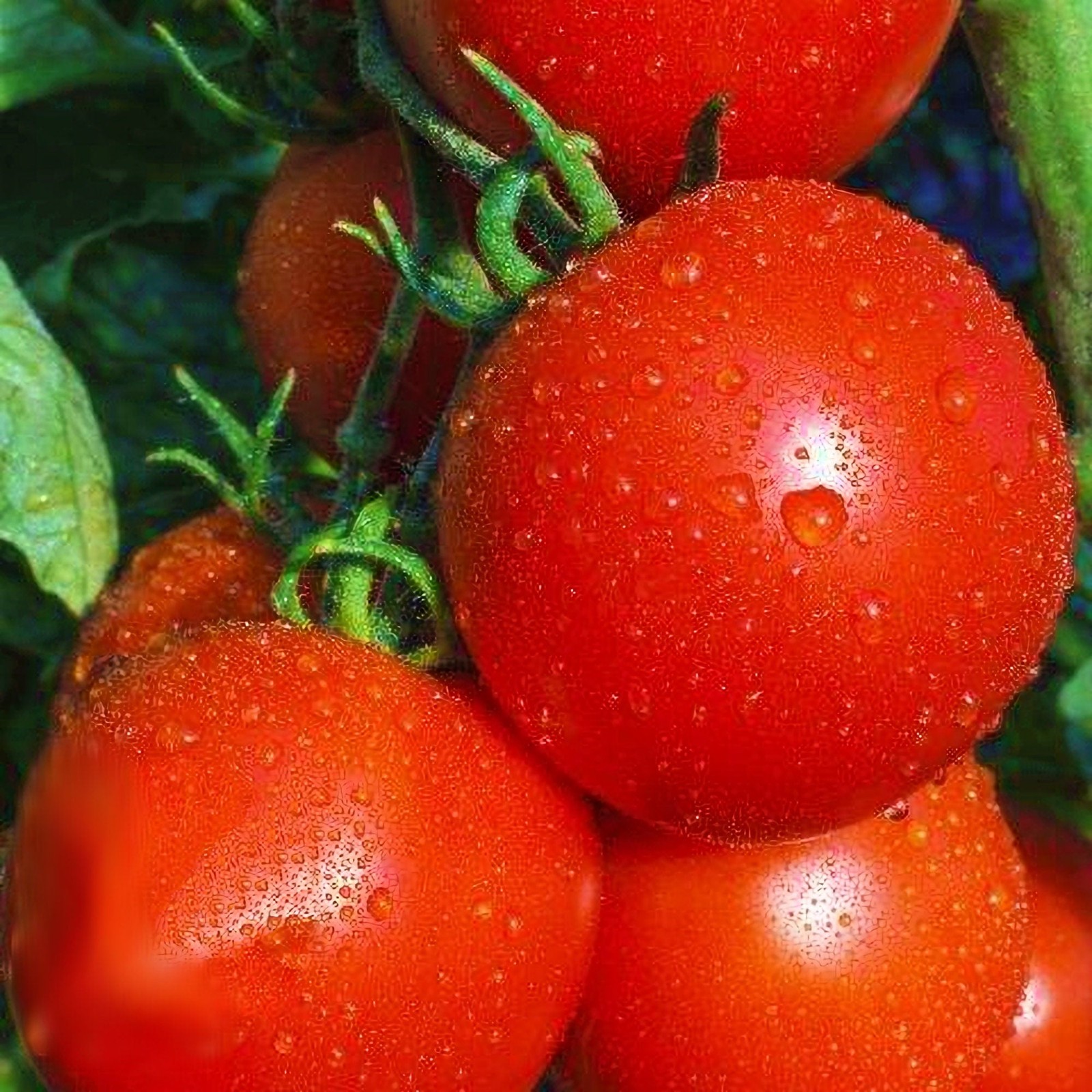New Yorker Tomato Seeds Box Garden Seeds Heirloom Cold Tolerant USA