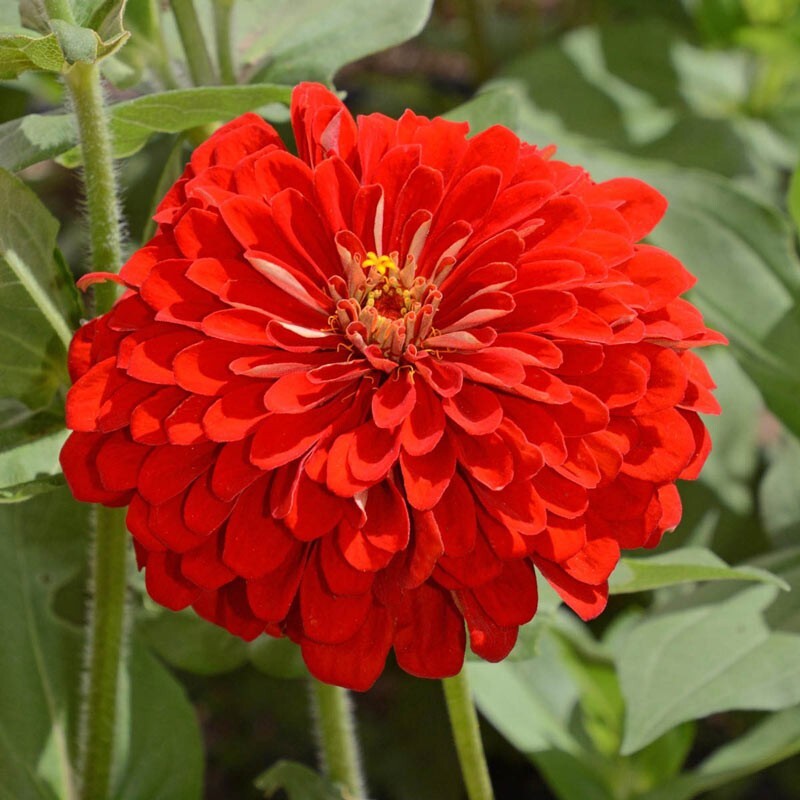 Scarlet Flame Red Zinnia Seeds 100+ Flower Elegans USA SELLER FREE SHIPPING