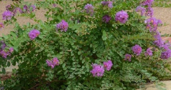 Lagerstroemia Deep Lavender Weeping Miniature Crape Myrtle 10 seeds